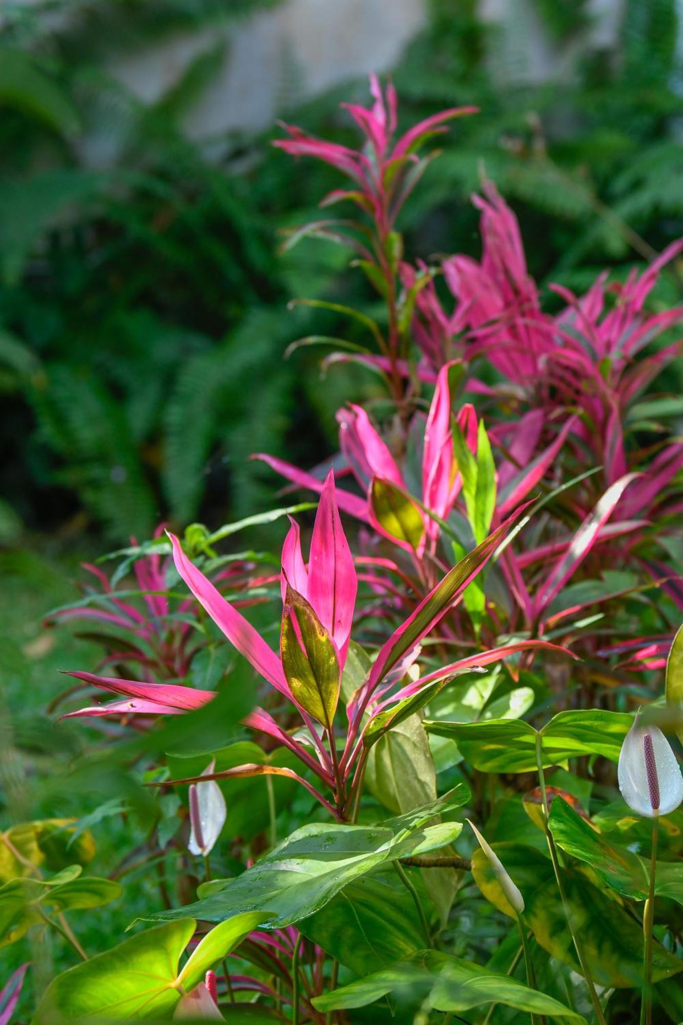 Le Medinilla Bed & Breakfast Bras-Panon Bagian luar foto
